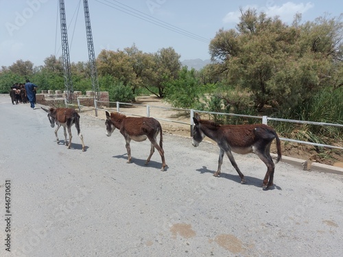 Herd of donkeys 