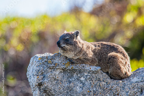 Rock hyrax sunning itself on the rocks in Cape Town, South Africa