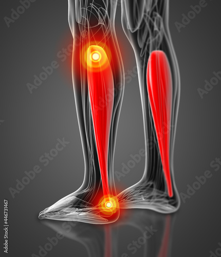 medical  illustration of the soleus