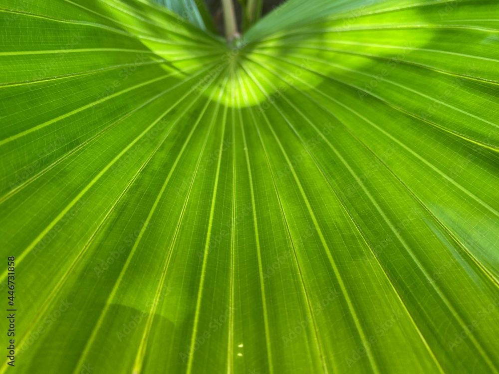 Fototapeta premium Closeup of the vein lines on a leaf.
