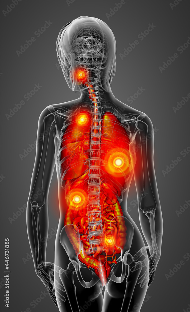 3d render medical illustration of the human digestive system and respiratory system 3d render medical illustration of the human digestive system and respiratory system