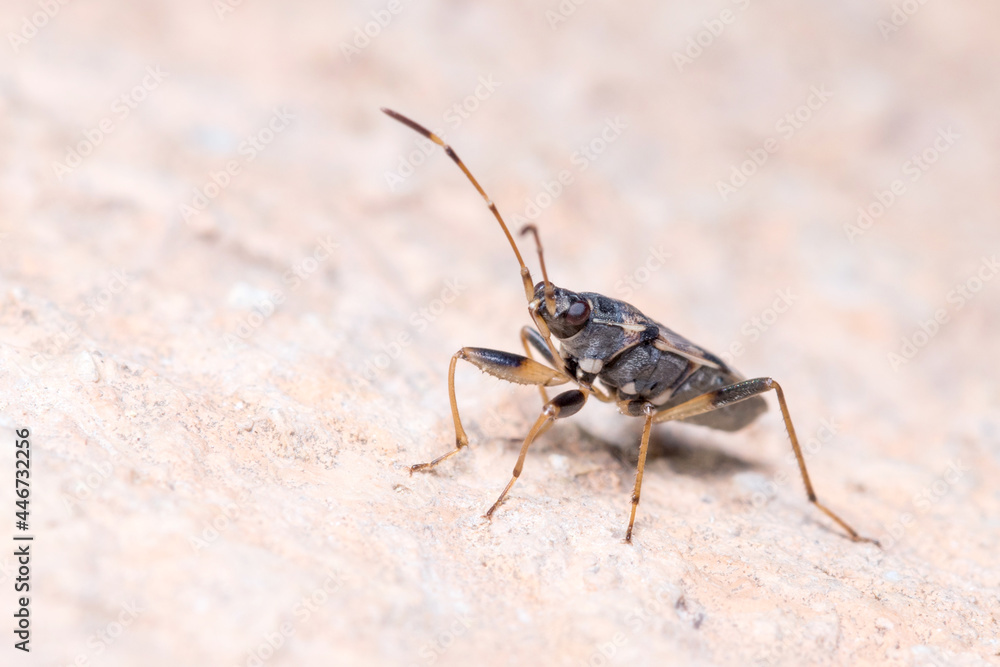 Beosus maritimus insect walking on a rock on a sunny day. High quality photo Beosus maritimus insect walking on a rock on a sunny day. High quality photo