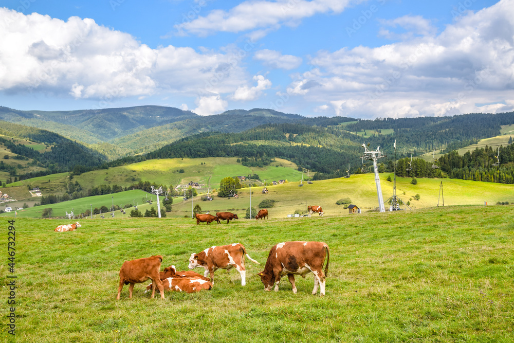 A vantage point near the Homole cable railway station and the Homole gorge from which you can admire the panorama of Beskid Sadecki, in the foreground grazing cows,  Jaworki next to Szczawnica, Poland