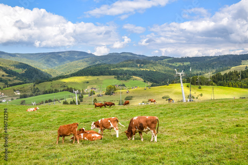 A vantage point near the Homole cable railway station and the Homole gorge from which you can admire the panorama of Beskid Sadecki, in the foreground grazing cows,  Jaworki next to Szczawnica, Poland © Krzysztof Gach