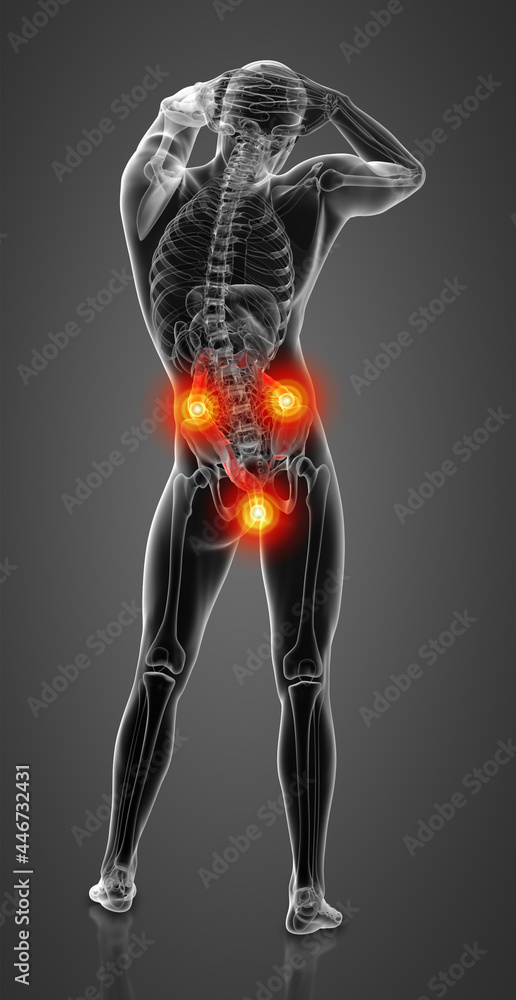 Human digestive system large intestine red colored - back view Human digestive system large intestine red colored - back view