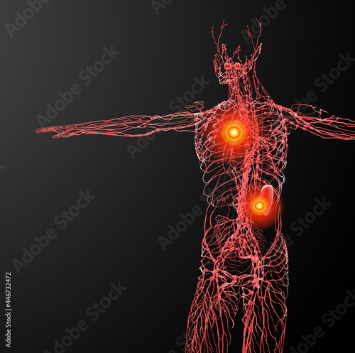 lymphatic system - side view