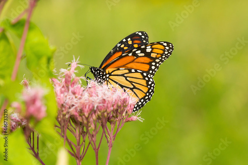 Monarch butterfly on Joe Pye Weed in Newbury, New Hampshire. © duke2015