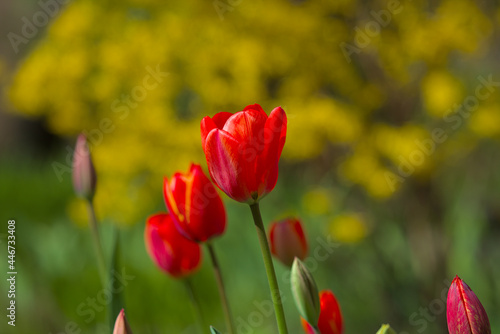 Wonderful bright red tulips with green and yellow bushes in the background. Spring flowers on a warm sunny day. Close-up.