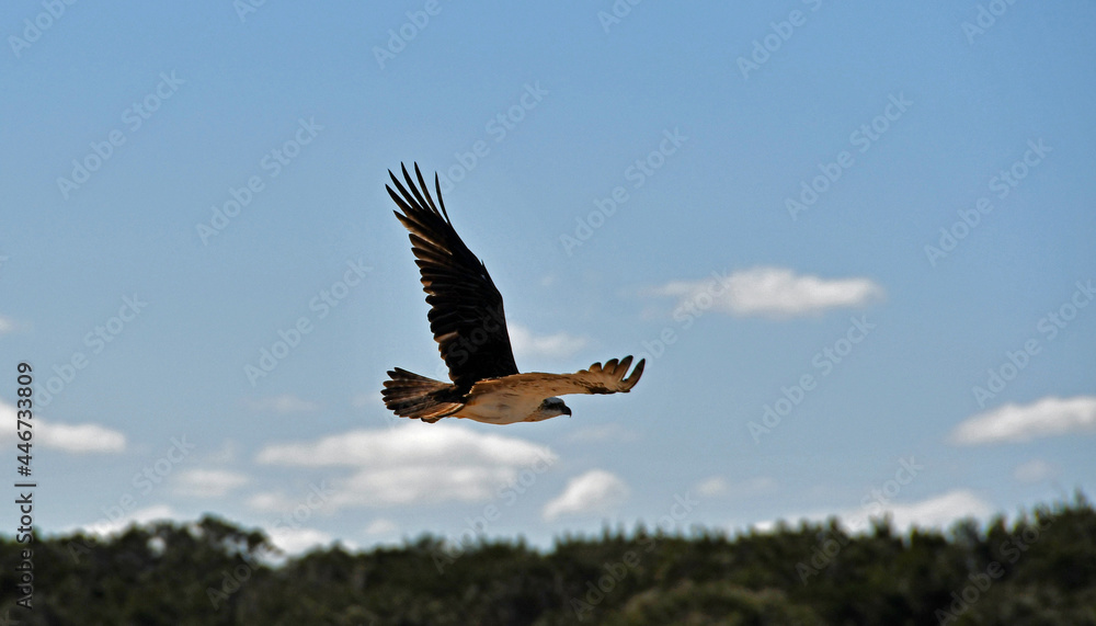 Naklejka premium osprey in flight western australia