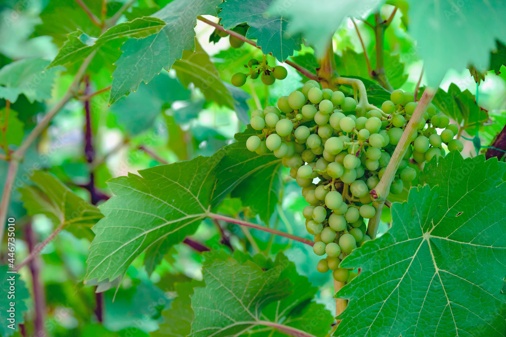 Bunch of green unripe grapes hangs on bush among green leaves in close-up with place for text. Agricultural background. Wine background. Harvest in autumn, clusters growing vine grapes on vineyard. Bunch of green unripe grapes hangs on bush among green leaves in close-up with place for text. Agricultural background. Wine background. Harvest in autumn, clusters growing vine grapes on vineyard.