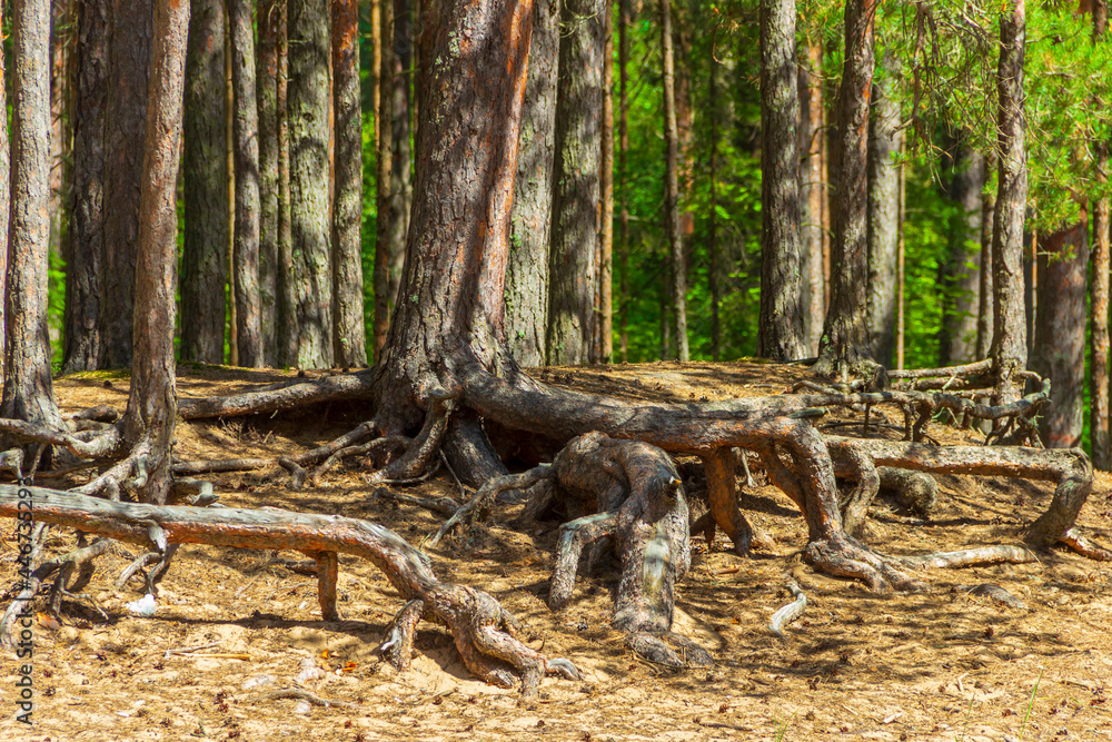 Open pine roots on sandy soil. Soil erosion. Open pine roots on sandy soil. Soil erosion.