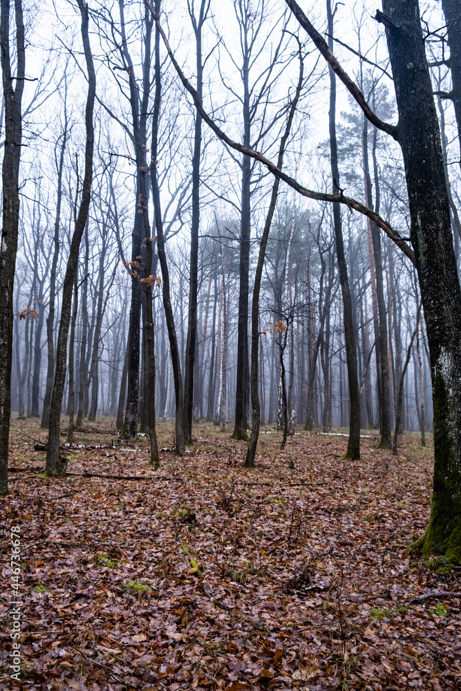 Fototapeta premium misty forest in the morning