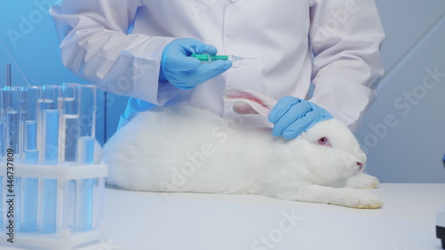 Veterinarian in a laboratory giving an injection to a helpless rabbit, animal testing, vaccine research