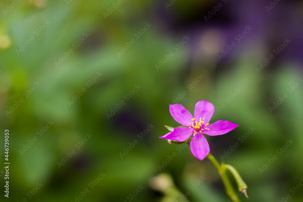 purple flowers with leaves bokeh as background purple flowers with leaves bokeh as background