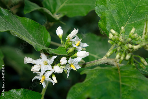 White Eggplant flower and leaves in nature