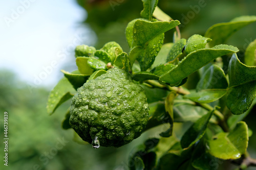 Fresh bergamot with water drop and leaves in nature