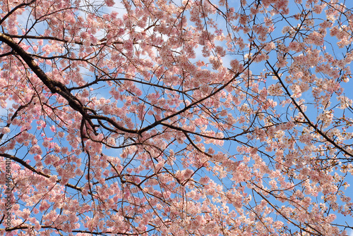 桜のカーテン　満開の桜