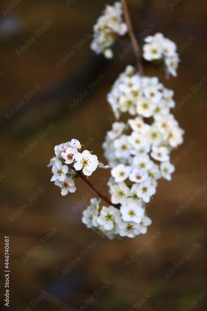 Blooming pear flower, very beautiful Blooming pear flower, very beautiful