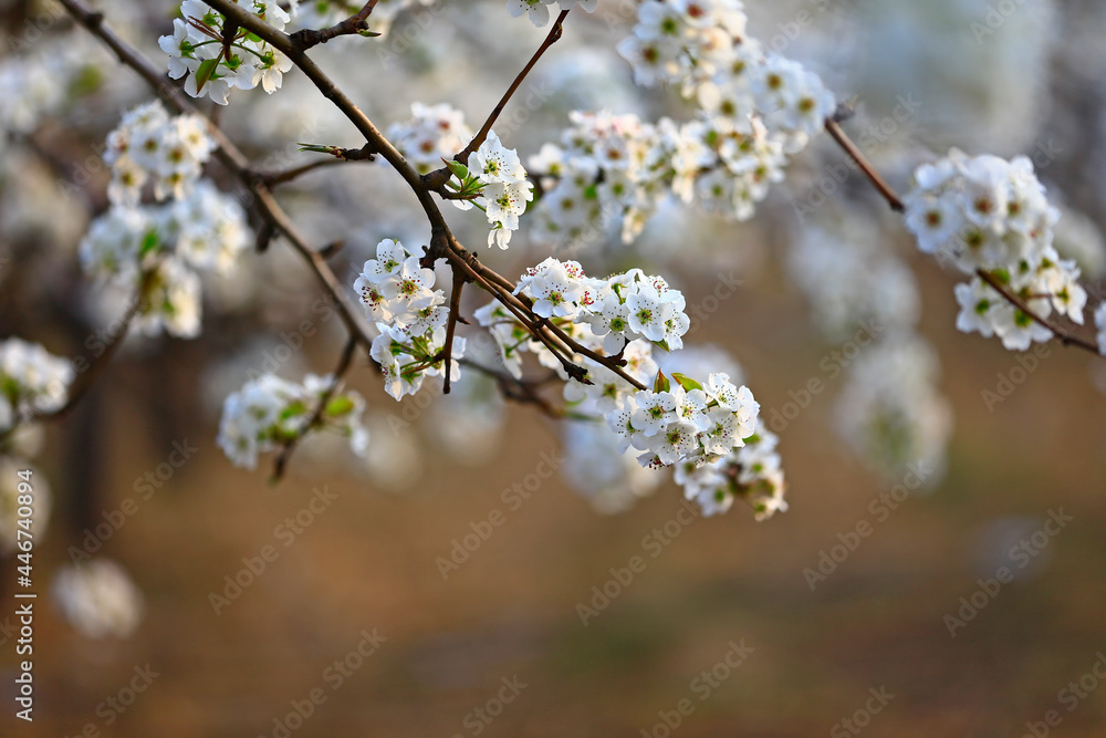 Blooming pear flower, very beautiful