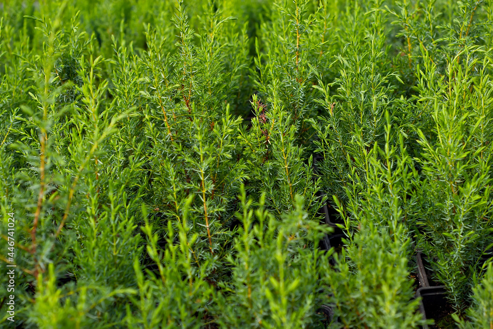 Ornamental shrubs and trees in the nursery. Small coniferous trees in pots. Juniper in a greenhouse. Ornamental shrubs and trees in the nursery. Small coniferous trees in pots. Juniper in a greenhouse.