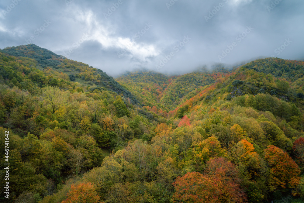 Autumn rainy day over the colorful forest