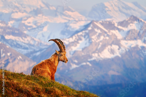 Switzerland wildlife. Ibex, Capra ibex, horned alpine animal with rocks in background, animal in the stone nature habitat, Alps. Evening orange sunset, wildlife nature. photo