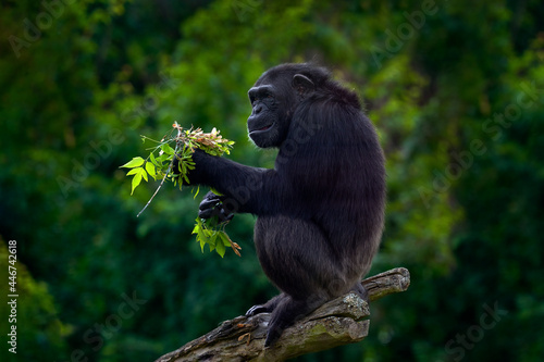 Chimpanzee  Pan troglodytes  feeding leaves on the tree trunk in the dark forest. Black monkey in the nature habitat  Uganda in Africa. Chimpanzee in the habitat  wildlife nature. Monkey primate food.