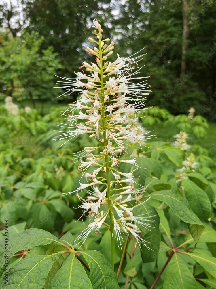 Aesculus parviflora. Bottlebrush buckeye, dwarf horse chestnut. Aesculus parviflora. Bottlebrush buckeye, dwarf horse chestnut.