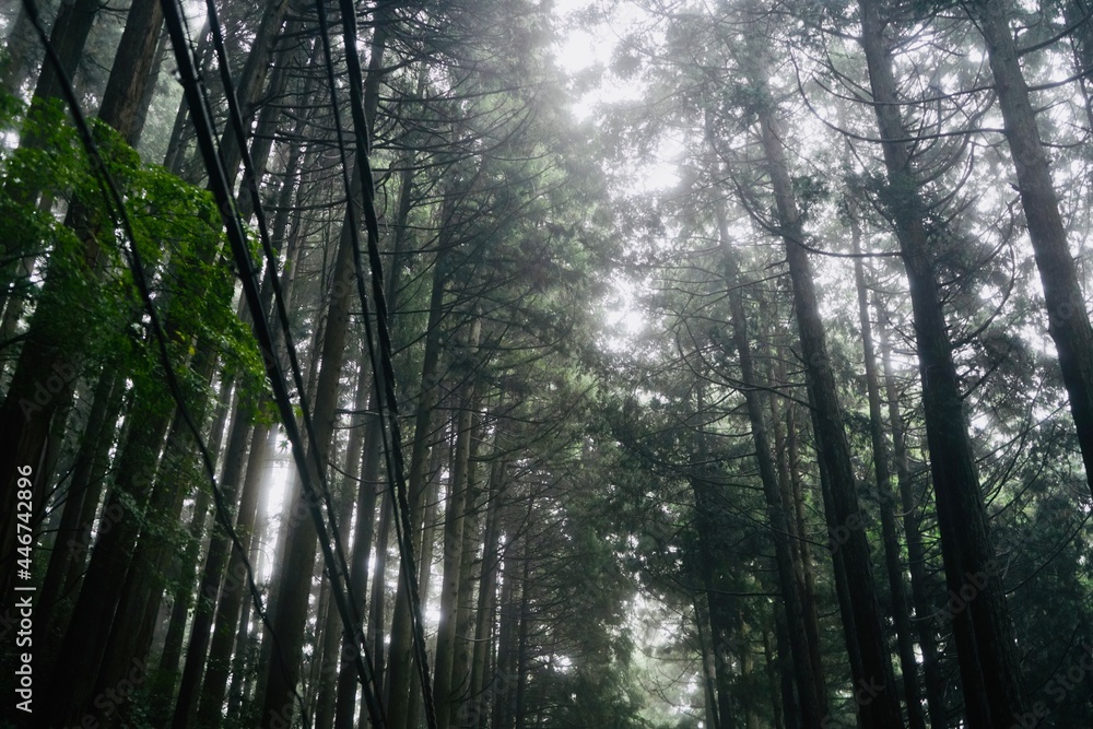霧 御岳山 Mist Mount Mitake 霧 御岳山 Mist Mount Mitake