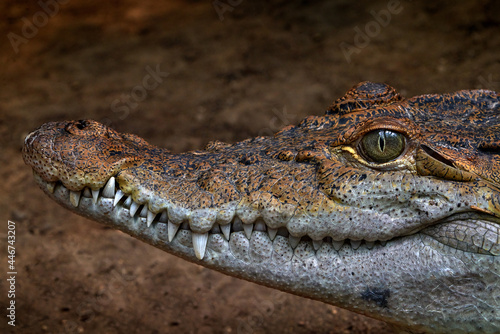 Philippine crocodile, Crocodylus mindorensis, relatively small species of freshwater crocodile. Detail muzzle portrait of reptile lizard in the nature habitat, Philippines in Asia. Big tooth.