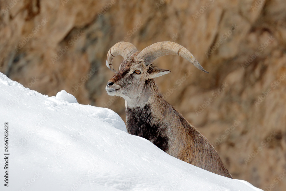 Bharal blue Sheep, Pseudois nayaur, in the rock with snow, Hemis NP, Ladakh, India in Asia. Bharal in nature snowy habitat. Face portrait with horns of wild sheep. Wildlife scene from Himalayas. - obrazy, fototapety, plakaty 