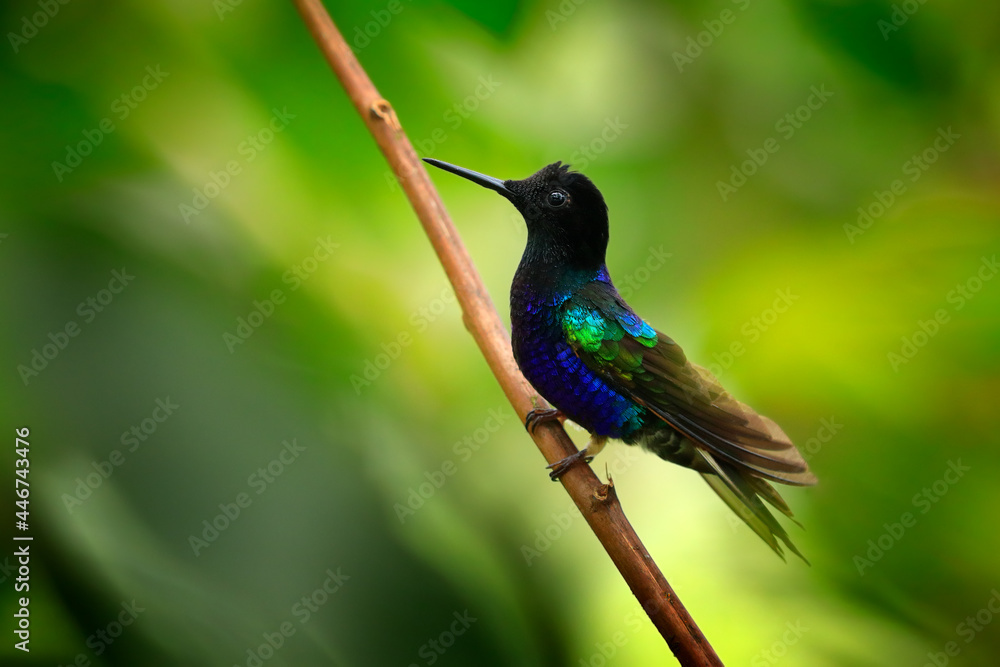 Fototapeta premium Velvet-purple Coronet, Boissonneaua jardini, dark blue and black hummingbird sitting on green lichen branch in the tropical forest. Beautiful glossy and glittering bird in the nature habitat, Ecuador.