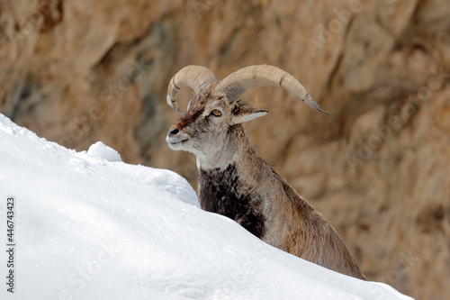 Bharal blue Sheep, Pseudois nayaur, in the rock with snow, Hemis NP, Ladakh, India in Asia. Bharal in nature snowy habitat. Face portrait with horns of wild sheep. Wildlife scene from Himalayas. photo