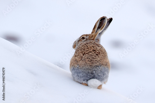 Woolly hare, Lepus oiostolus, in the nature habitat, winter condition with snow. Woolly hare from Hemis NP, Ladakh, India. Animal in the Himalayas mountain, siting on the stone rock.