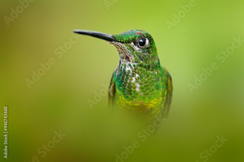 Bird with flower in tropic jungle. Empress Brilliant, Heliodoxa imperatrix, beautiful hummingbird in the nature habitat. Green bird with long tail from Ecuador. Wildlife scene from tropic nature.