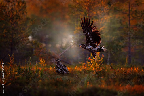 Sunset in nature, two eagle fight in taiga, Finland. Young birds of white-tailed eagle, Haliaeetus albicilla, flight in the forest meadow. Beautiful evening orange light in the forest, wildlife nature photo