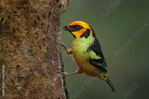 Ecuador wildlife. Flame-faced tanager, Tangara parzudakii, sitting on beautiful mossy branch. Bird from Mindo, Ecuador. Birdwatching in South America. Animal in the green forest. Tropic bird in wood. © ondrejprosicky