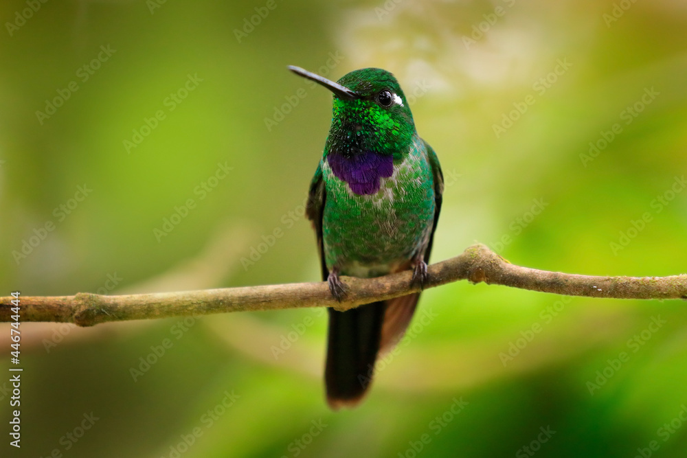 Fototapeta premium Purple-bibbed whitetip, Urosticte benjamini, green hummingbird in the green forest, native to Colombia and Ecuador. Whitetip sitting on the branch. Birdwatching in Ecuador.