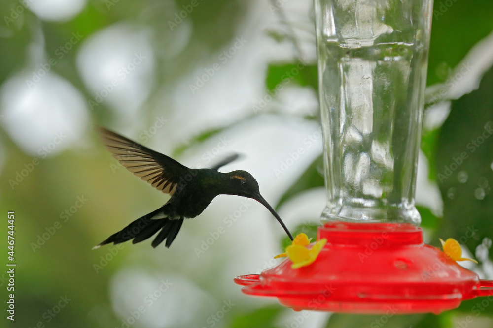 Fototapeta premium Hummingbird with feeder in the forest, Amagusa, Ecuador. white-whiskered hermit, Phaethornis yaruqui, hummingbird in the nature forest, sucking sweet water from red feeder, wildlife Ecuador.
