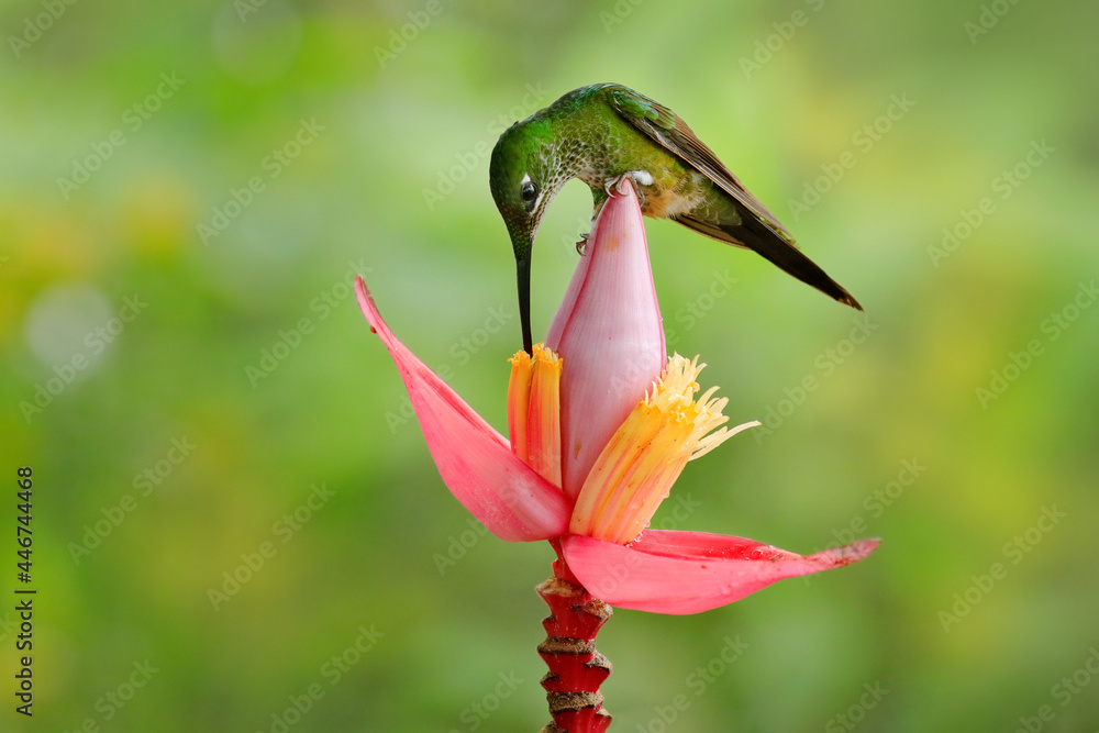 Fototapeta premium Bird with flower in tropic jungle. Empress Brilliant, Heliodoxa imperatrix, beautiful hummingbird in the nature habitat. Green bird with long tail from Ecuador. Wildlife scene from tropic nature.
