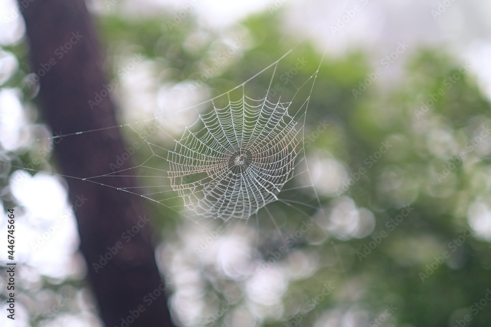 蜘蛛の巣 Stock Photo Adobe Stock