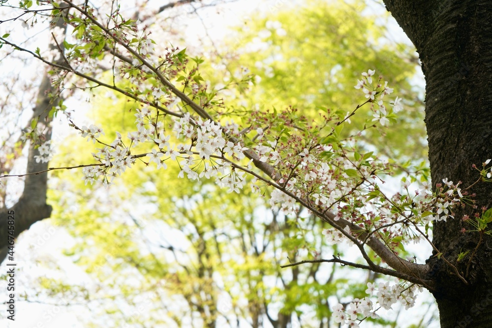 Fototapeta premium 光が丘 桜 Hikarigaoka cherry blossom