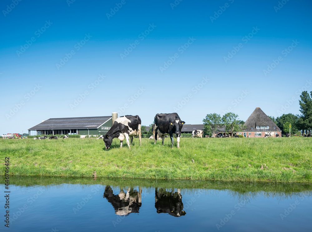 black and white spotted cows stand in meadow near farm in dutch province of noord holland black and white spotted cows stand in meadow near farm in dutch province of noord holland