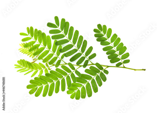 Top view of Tamarind leaves isolated on white background