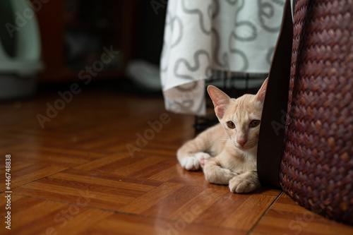 Fototapeta Naklejka Na Ścianę i Meble -  cute short hair asian kitten cat