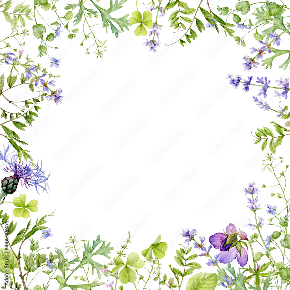 A delicate frame made of hand-drawn watercolor herbs and flowers. Watercolor illustration.