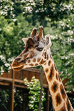 Rothschild giraffe in ZOO.Giraffe in front of green trees looking in to camera. Funny giraffe face. Front view of giraffe against green blurred foliage. Wild animal portrait space for text