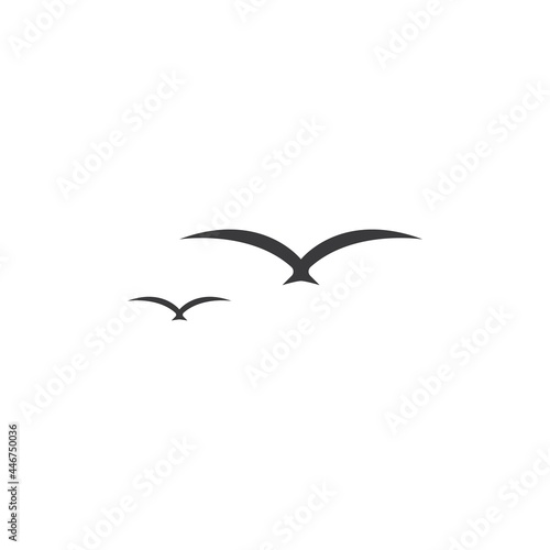 Seagul bird illustration