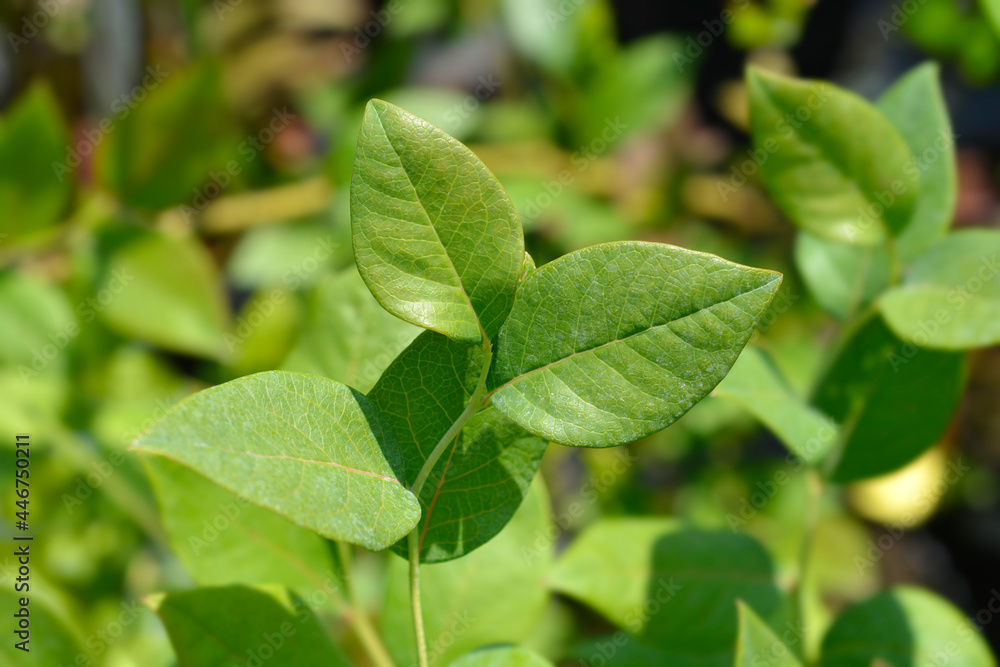Highbush blueberry Highbush blueberry