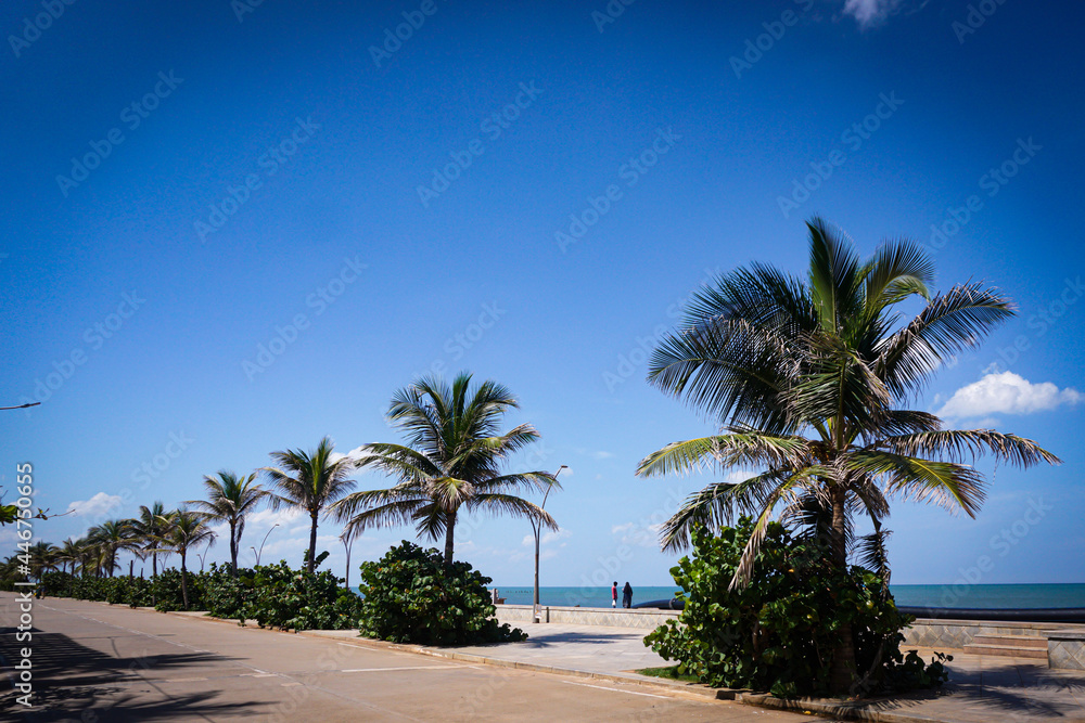 Obraz premium palm trees on the Pondicherry beach